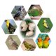 thumbnail image 4 of Juguete Para Pájaros, Refugio Natural Hecho A Mano, Jaula, Cabaña Para Exteriores, 4 of 7
