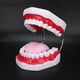 thumbnail image 4 of Modelo de dientes Ccdes Modelo Dental Con Cepillo de Dientes, 4 of 8