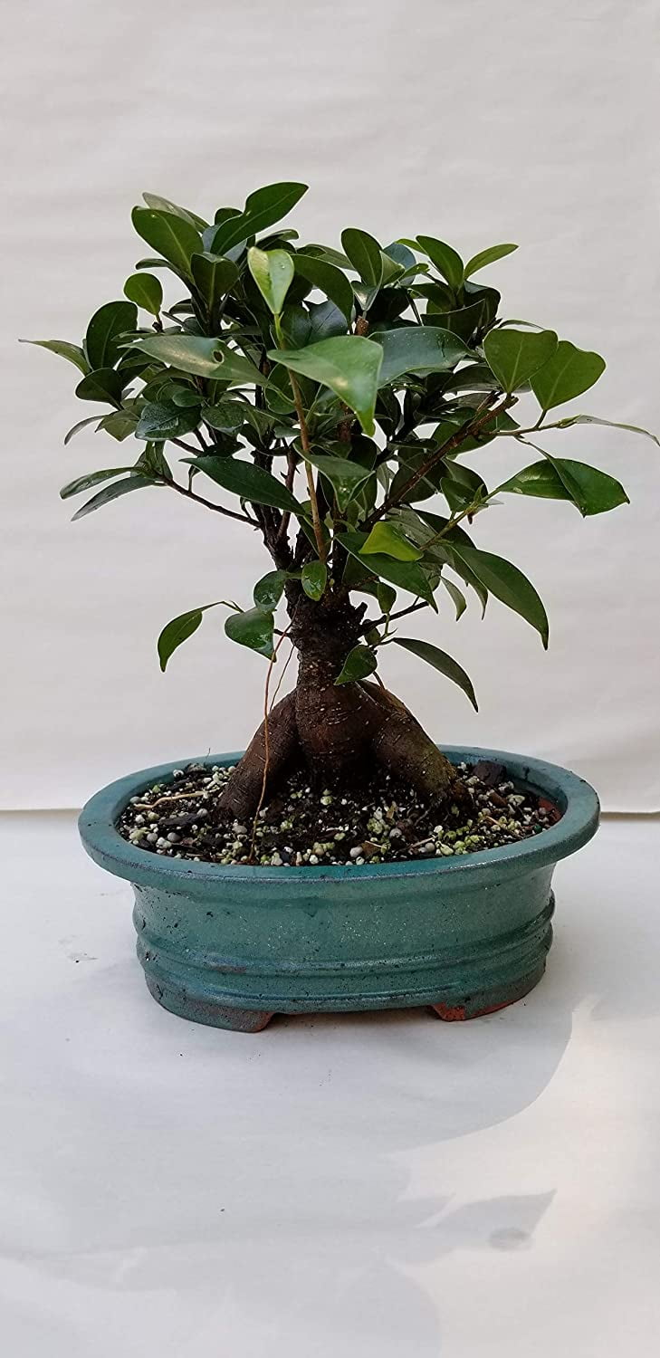 Pixies Gardens (Finished Bonsai) Bonsai Ficus Ginseng Known As The