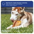 thumbnail image 4 of Downtown Pet Supply Pig Ears For Dogs - 6.5" Jumbo Dog Chew - 20 Pack, 4 of 9