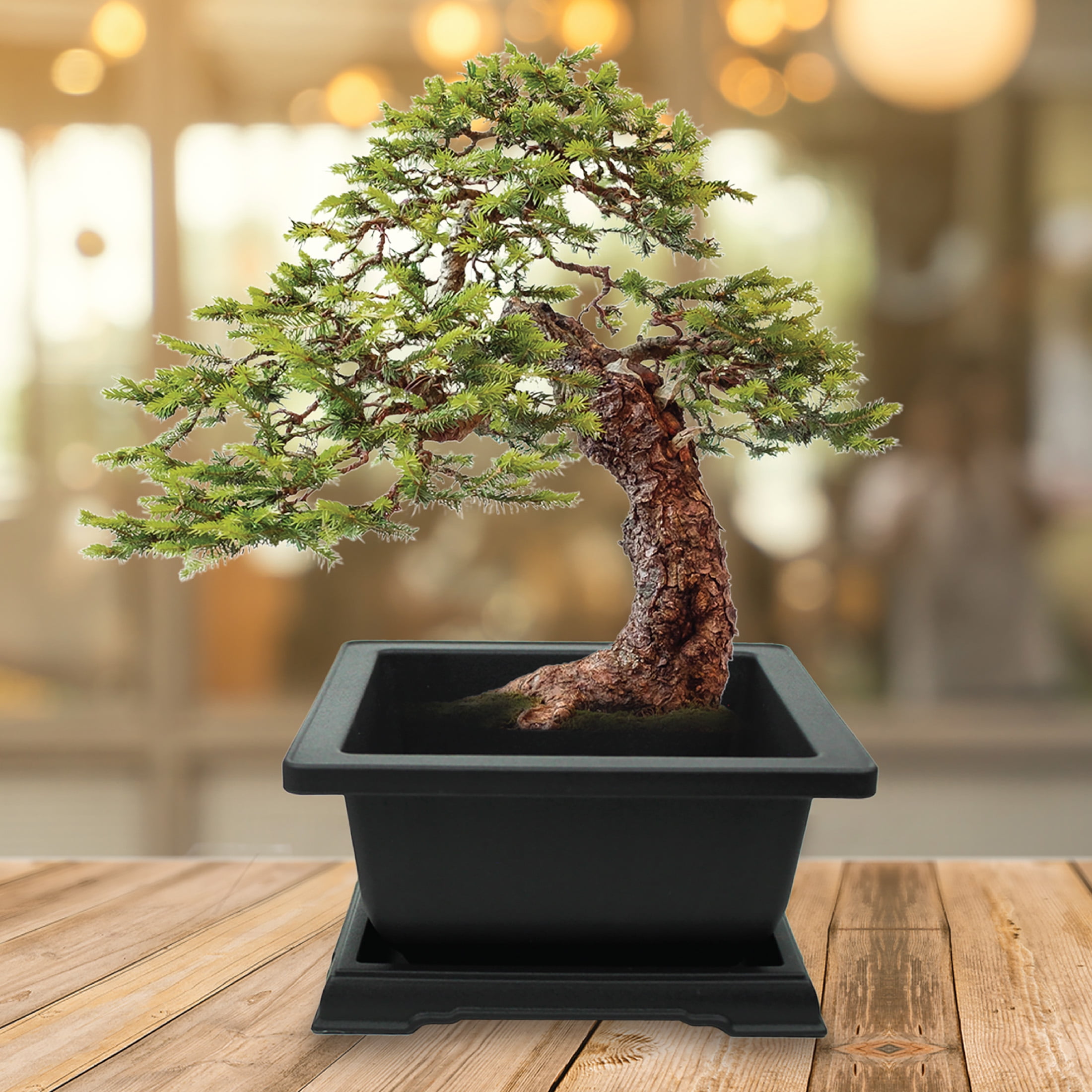 Buzzy Bonsai Tree Grow Kit, Norway Spruce Seeds, Bonsai Pot
