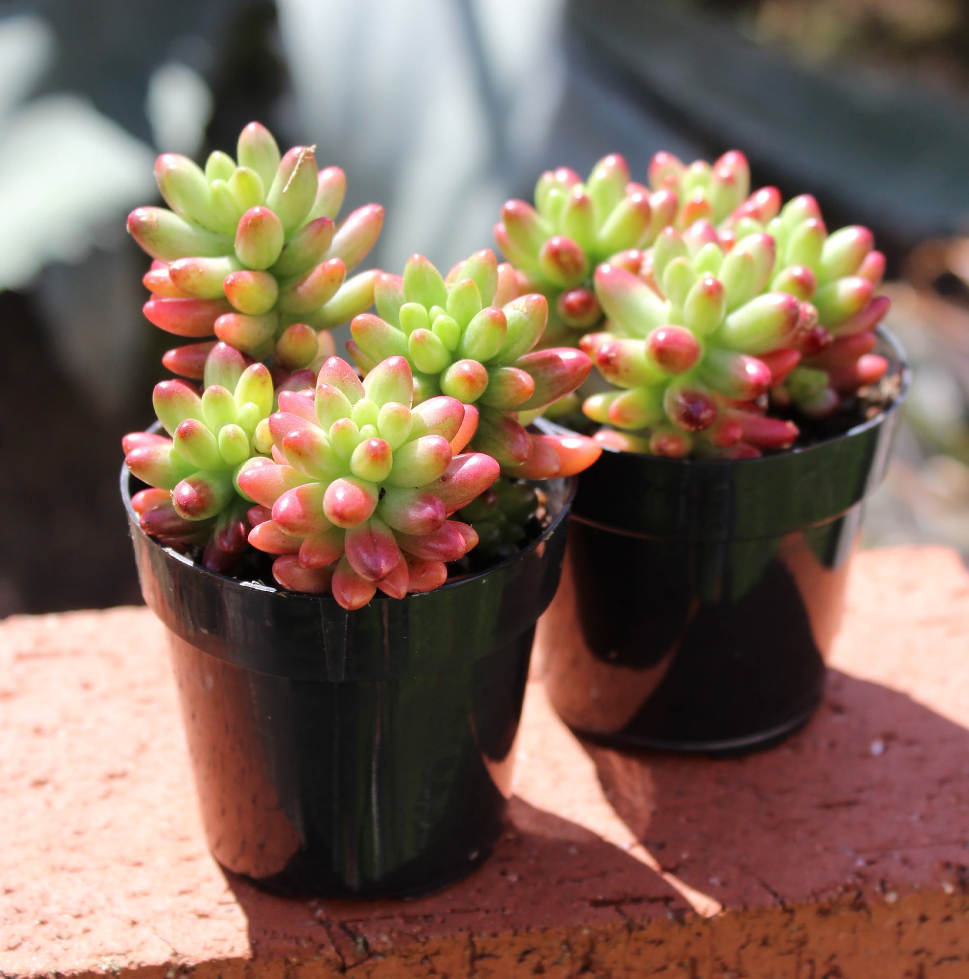 Altman Plants Variegated Succulents (4-pack) Fun Easy Indoor Plants in 2.5 in. Grower Pots