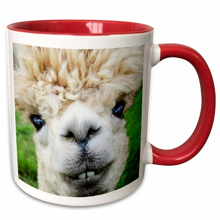3dRose Alpaca. Lama. South America. White. - Two Tone Red Mug, (Best South American Coffee)
