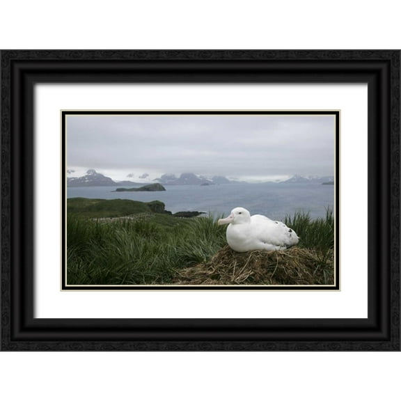 Morris, Arthur 32x22 Black Ornate Wood Framed with Double Matting Museum Art Print Titled - South Georgia Isl, Prion Isl Wandering albatross