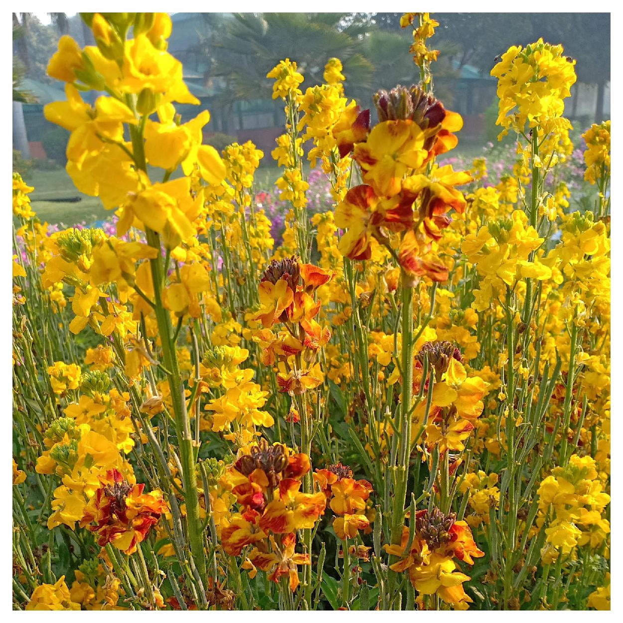 Everwilde Farms - 1 lb English Wallflower Garden Flower Seeds - Gold Vault Bulk Seed Packet