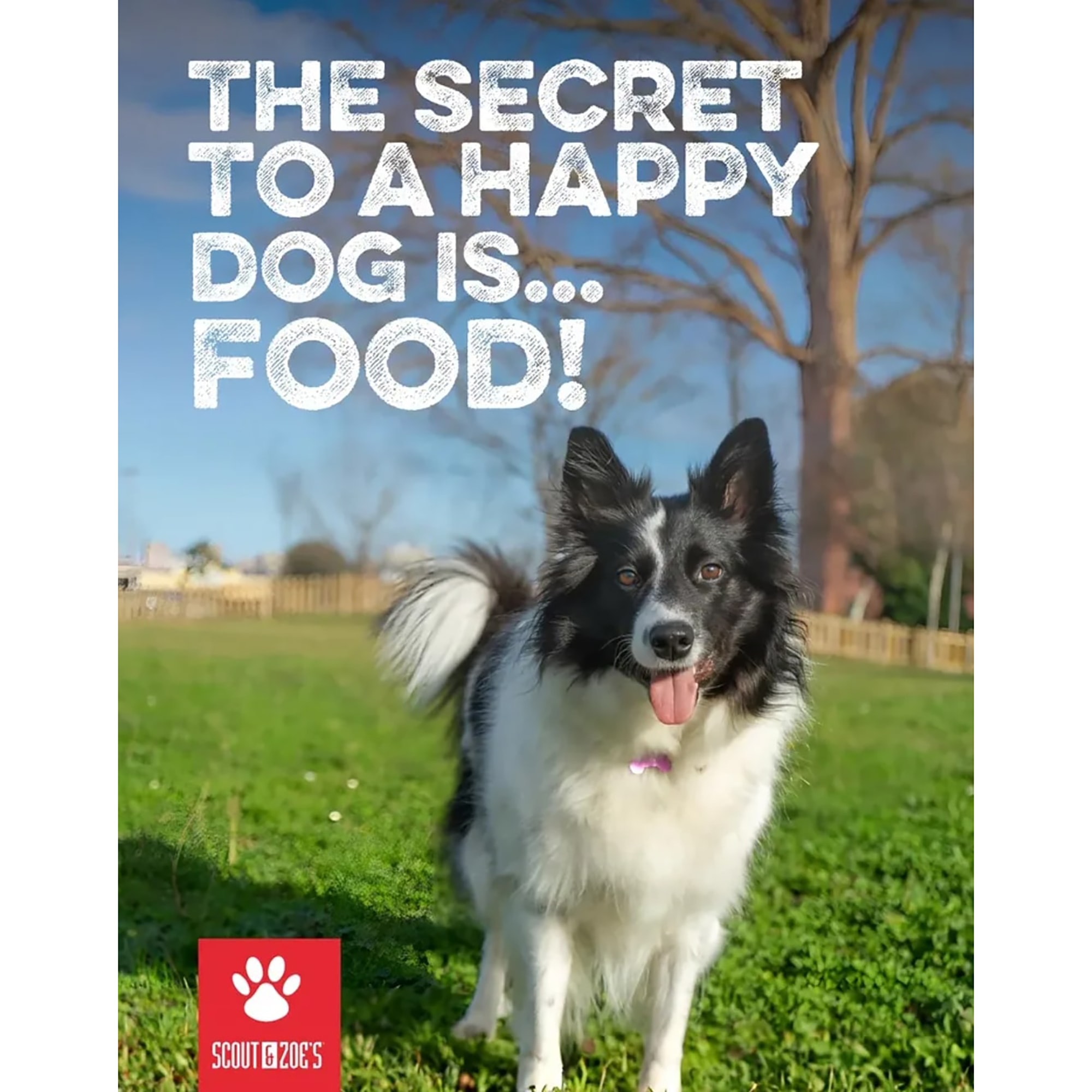 Scout & Zoe's: Beef Tiny Mighty Tendons - 3 Packs, 2oz Bags - Dog Treats, Single Ingredient, Small Breeds & Puppies, Pet Stick Chews, Butcher Bites