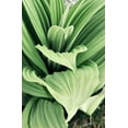 thumbnail image 2 of Mansfield, Kathy 22x32 White Modern Wood Framed Museum Art Print Titled - Green Leaf Blooms I, 2 of 4