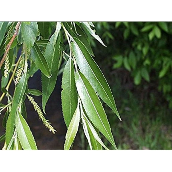 Home Shops USA Black Willow Tree Live Plants (6 Count)