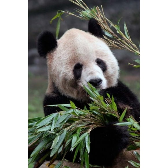 Asia, China Chongqing. Giant Panda bear, Chongqing Zoo. Poster Print by Kymri Wilt (11 x 17)