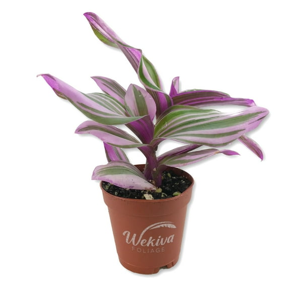 Tradescantia Nanouk - Live Starter Plant in a 2 Inch Growers Pot - Tradescantia Albiflora 'Nanouk' - Rare and Elegant Indoor Houseplant