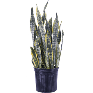 big snake plants Snake Plant | Grandis