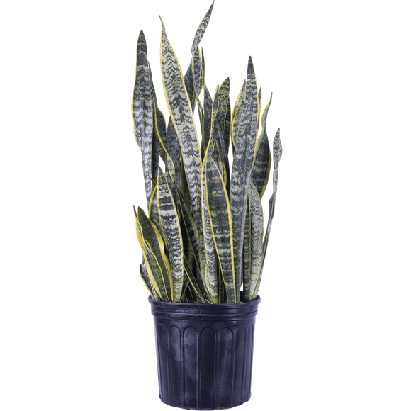 Sansevieria Laurentii | Snake Plant (XL) Live Plants in 10" growers pot