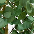 thumbnail image 4 of Nearly Natural Artificial Potted Eucalyptus Tree - 9', 4 of 9
