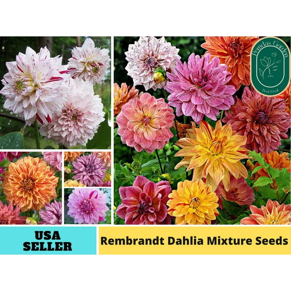 40  Seeds| Rembrandt Dahlia Mixture Perennial Seeds - Authentic Seeds - Perennial~ GMO Free ~~Flower seeds ~ Asian Garden~ B5G1 #D044