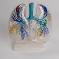 thumbnail image 3 of Transparent PVC Lungs Anatomy Model for Educational Training Aid, Anatomical Liver Model Shows Details of Bronchial Tree, 3 of 17