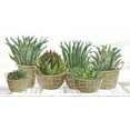 thumbnail image 2 of Jacobs, Cindy 14x9 White Modern Wood Framed Museum Art Print Titled - Succulent Baskets, 2 of 4