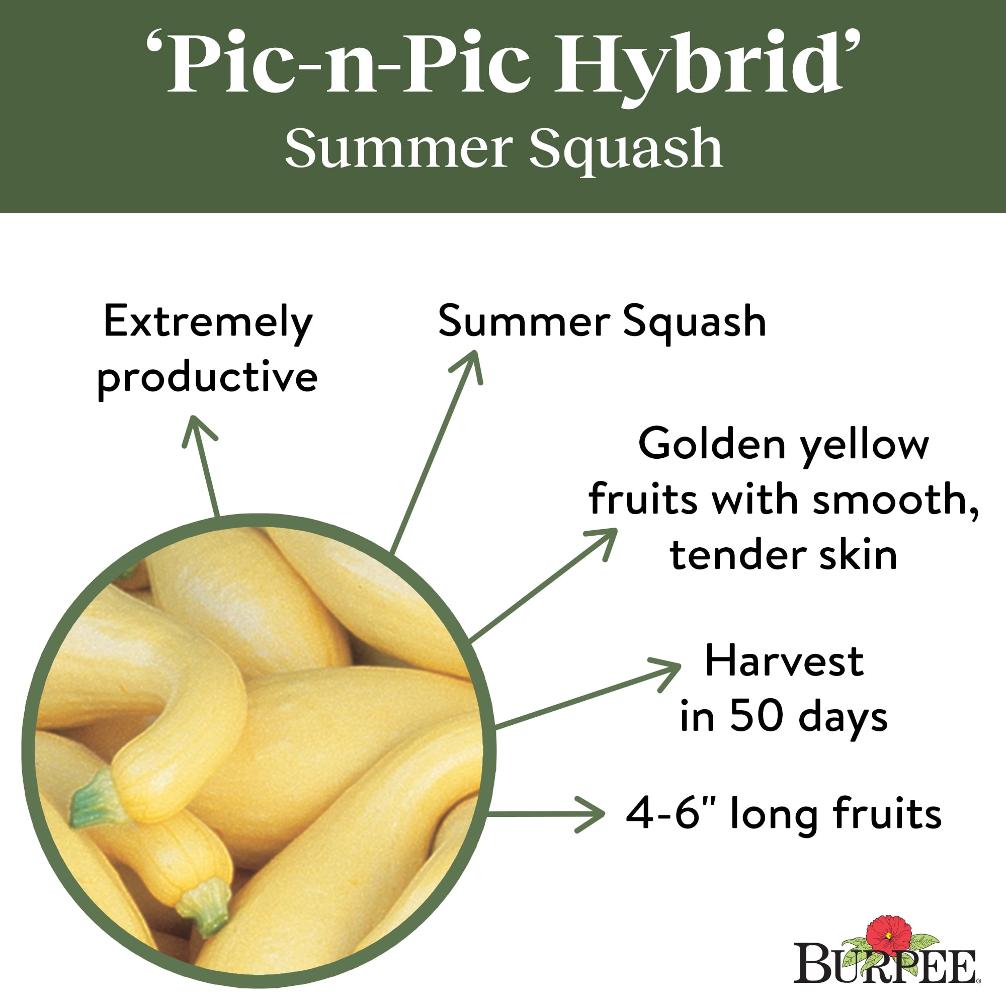 Burpee Pic-N-Pic Hybrid Summer Squash Vegetable Seed, 1-Pack