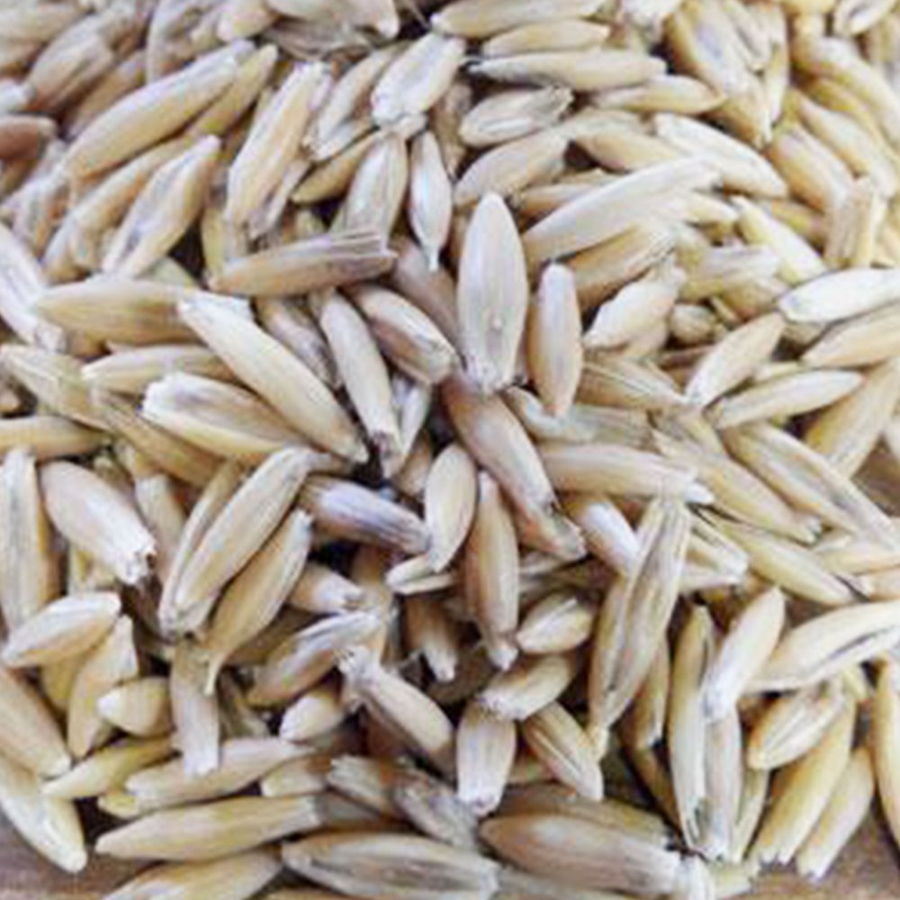 Montezuma Oat Seeds 1 OZ 900 Seeds NonGMO, Open Pollinated Oats