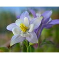 thumbnail image 2 of Fitzharris, Tim 24x20 Gold Ornate Wood Framed with Double Matting Museum Art Print Titled - Rocky Mountain Columbine III, 2 of 4