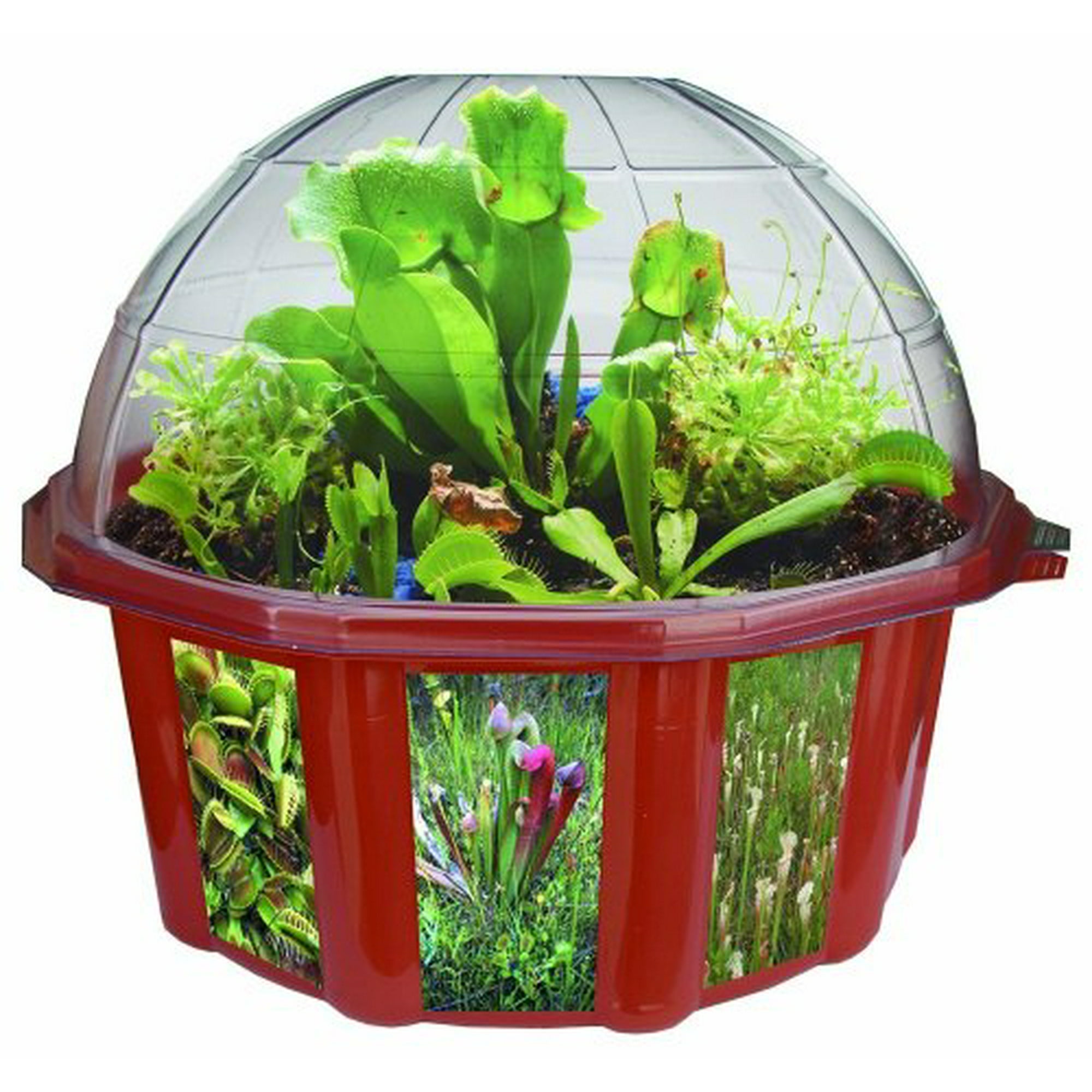 DuneCraft Dome Terrariums - Carnivorous Plants - Walmart.ca