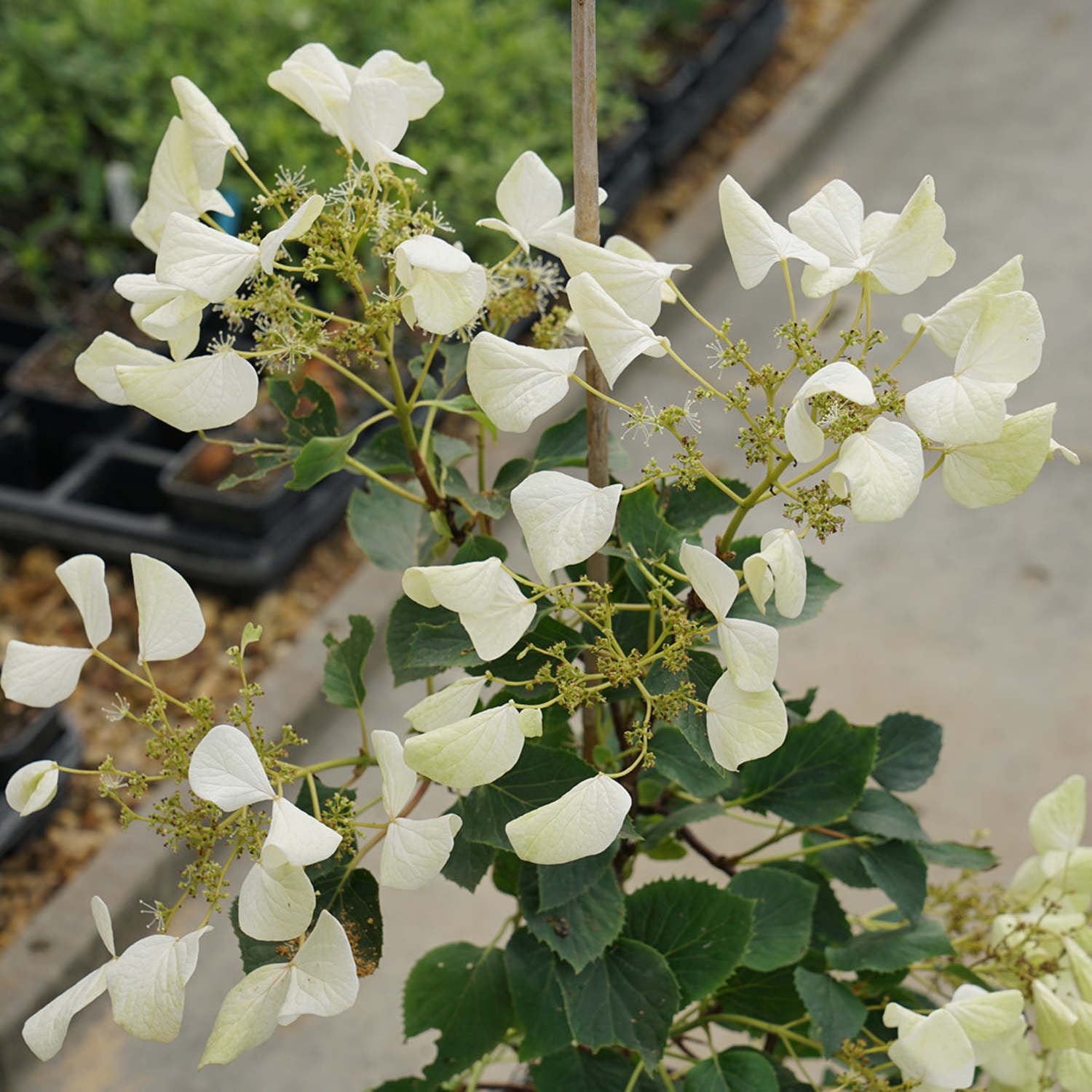 Proven Winners 5" White Flirty Girl False Hydrangea-Vine Live Plant in 4.5" Pot (4 Count)