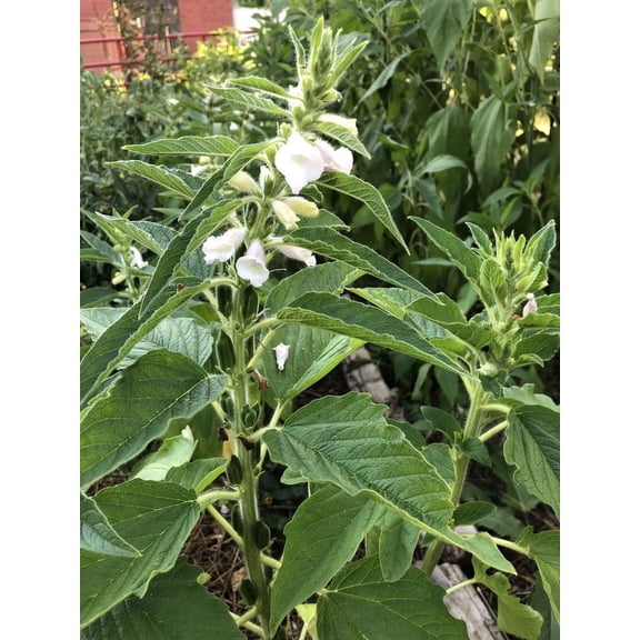 Sesame, Monticello Seeds (Sesamum indicum) 100 Seeds (0.3 grams)