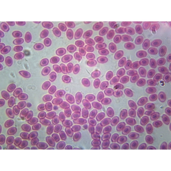 Frog Blood; Smear by Go Science Crazy