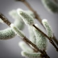 thumbnail image 2 of Sullivans 39" Artificial Pussywillow Spray, 2 of 3