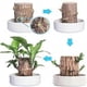 thumbnail image 3 of Direct from the base, Brazilian Lucky Bamboo Plant, Indoor Water Cultivated Desk, 3 of 5