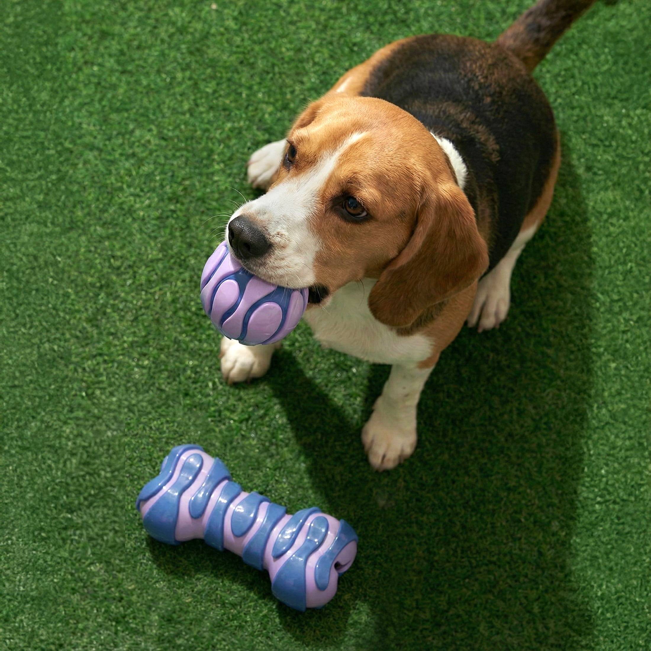 Oodles Durable Textured Rubber Ball and Bone Dog Toy Set, Purple, One Size