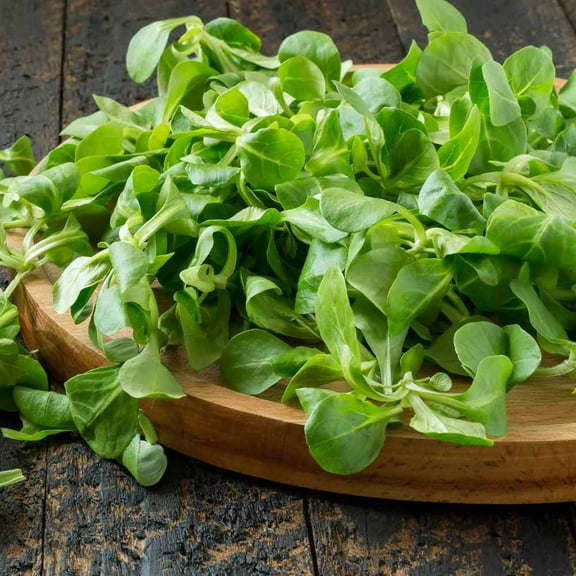 Corn Salad Seeds - Mache Herb Seed - 2000 Seeds