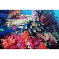 thumbnail image 2 of Posterazzi DPI1880166 Fish & Colourful Corals Poster Print, 17 x 11, 2 of 4