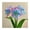 BluePink, variant on Amaryllis, Low Maintenance - Easy Grow - Ideal for Beds Borders, Plant Pots & Planters