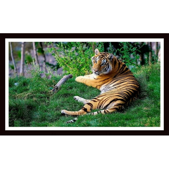 Beautiful Framed Scenery of Tiger for Home Decor, Office Decor & Gifting, Size 40x30 cm, Framed Glass Print: