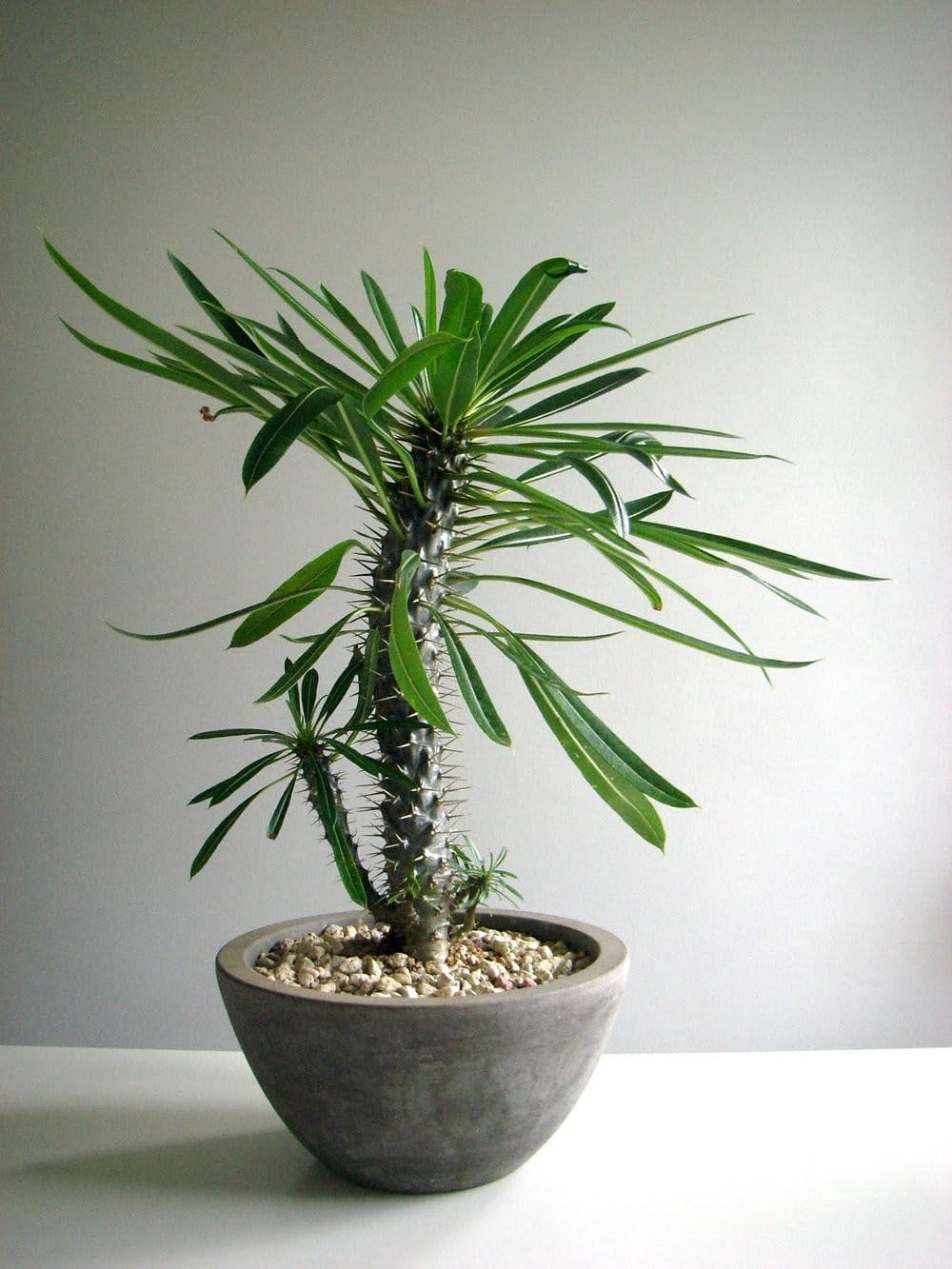 ⭐ Gardenera Labs Madagascar Palm Plant Potting Soil - Experience Unique Form and Vibrant Growth with Professional Grade Mix - 10 QUART