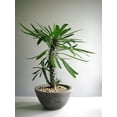 thumbnail image 3 of Gardenera Labs Premium Madagascar Palm Potting Mix - Crafted for Thriving Growth and Unique Elegance - 1 Quart, 3 of 4