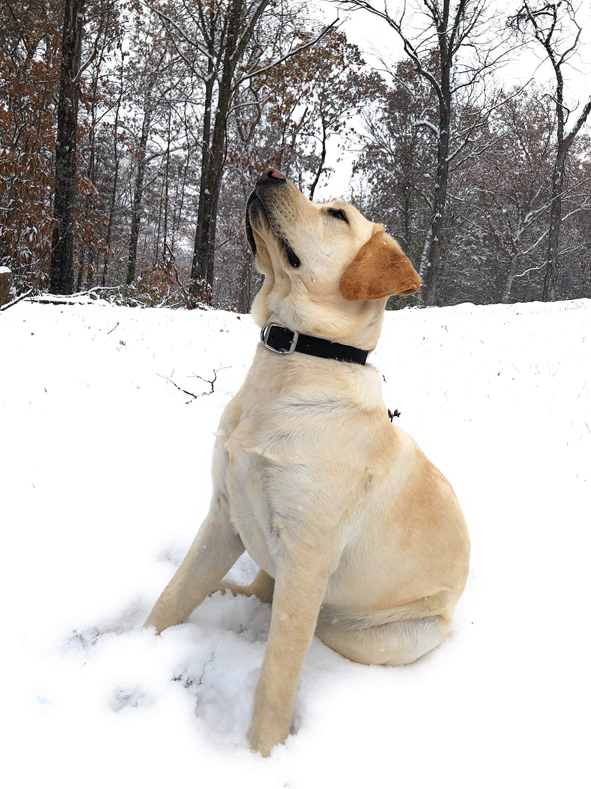 Regal Dog Products Waterproof Collar with Double Buckle and D Ring