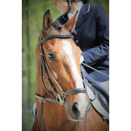 Pony Dressage Bridle - LAMINATED POSTER Tournament Horse Ride Bridle Horse Head Dressage Poster 24x16 Adhesive Decal