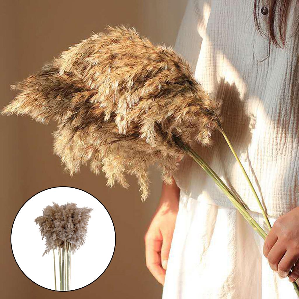 ZYUJUNE Dried Pampas Grass 100PCS Natural Dried Plants Décor Pampas Grass  Reeds Bouquet, Dried Flowers for DIY