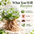 thumbnail image 6 of Succulent Plant Bare Root,Low Maintenance-Decoration, Ideal for Beds Borders, Plant Pots & Planters`, 6 of 7