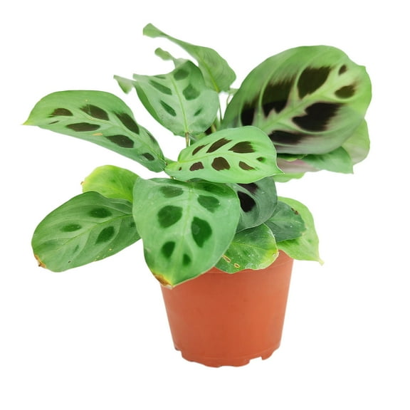 Maranta Green Prayer Plant - 4 inch   Plastic Pot