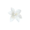 thumbnail image 1 of Fleurs de Jonquille Blanche en Pâte de Gomme - Ensemble de 6, 1 of 2