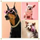 thumbnail image 4 of Collar For Perro Con Diamantes, Cadena Grande De Oro, Color, 4 of 7