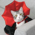 thumbnail image 4 of Small Dog Cat Vampire Cloak Costume Black Red Pet Halloween Cape for Small Medium Dogs Cats Puppy Cosplay Clothes Kitty Apparel (Red,one size), 4 of 6