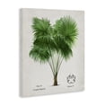 thumbnail image 2 of Stupell Industries Tropical Fan Palm Vintage Study Canvas Art, 16 x 20, by Val Rhodes, 2 of 8
