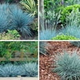 QAUZUY GARDEN 50 Seeds DHF10 Blue Fescue Grass Seeds Ornamental Grass