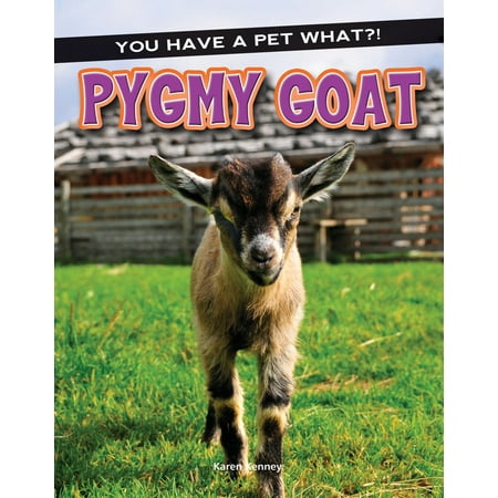 Pygmy Goat (Best Fencing For Pygmy Goats)