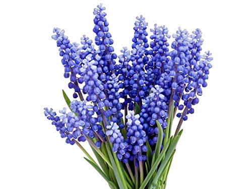 15 Grape Hyacinth - Muscari Armeniacum - Bulb Top Size 9-10 cm - Spring Bloom