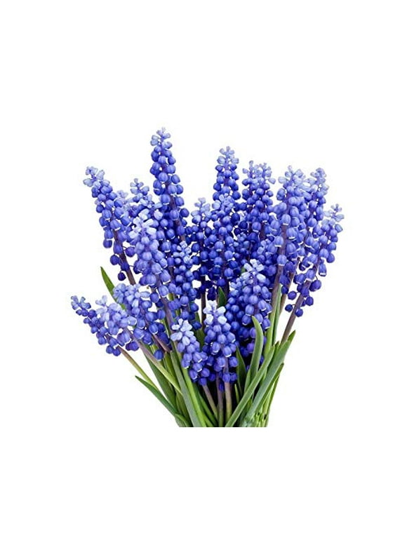 Hyacinth Bulbs in Plant Bulbs