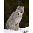 thumbnail image 2 of Canadian Lynx Lynx Canadensis in the Snow, in Captivity, Near Bozeman, Montana, USA, Animals Scenic Seasons Stretched Canvas Wall Art by James Hager Sold by Art.Com, 2 of 5
